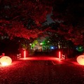 西尾城で豪華絢爛な皐月絵巻のプロジェクションマッピング、観客を魅了　公式動画を公開　今夏に「岡崎城下家康公夏まつり」でも