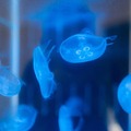 見えない部分を見てみたい『スケスケ展 in TOKYO』開催へ　来場者累計約30万人の話題の展覧会　AIロボットによる案内も