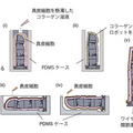 【世界初】東京大学が修復能力を備える生きた皮膚で覆われたロボットの開発に成功　7日間で傷口が修復