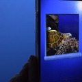 リニューアル工事中のブルーシートの中がスマホをかざすと覗けちゃうよ！グレートバリアリーフをAR技術でチラ見　海遊館