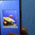 リニューアル工事中のブルーシートの中がスマホをかざすと覗けちゃうよ！グレートバリアリーフをAR技術でチラ見　海遊館
