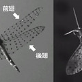 トンボの優れた機動飛行の流体力学メカニズムを解明、次世代の羽ばたき型ロボットの創出に期待 東京工科大学の研究グループ
