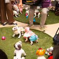 ソニー「手拍子に合わせて踊るaibo」を初公開！ファンや家族連れで大盛況　aiboファンミーティング16参加レポート