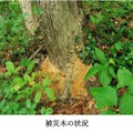 京大発スタートアップ、NTT東や所沢市とドローン撮影画像×AI解析で「ナラ枯れ」発見の実証実験　枯死樹木の放置を抑止