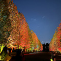 新宿御苑の紅葉イルミネーション「NAKED紅葉の新宿御苑2023」見どころ体験レポート【オススメ】五感で感じる壮大で煌びやかな日本の秋