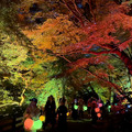 新宿御苑の紅葉イルミネーション「NAKED紅葉の新宿御苑2023」見どころ体験レポート【オススメ】五感で感じる壮大で煌びやかな日本の秋
