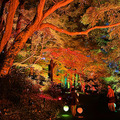 新宿御苑の紅葉イルミネーション「NAKED紅葉の新宿御苑2023」見どころ体験レポート【オススメ】五感で感じる壮大で煌びやかな日本の秋