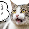 <p>シェア 0 ツイート 0 はてブ 0</p>