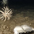 サンシャイン水族館が水中ドローンの深海調査で新属・新種のエビを発見「トリノアシヤドリエビ」として公表