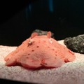 サンシャイン水族館が水中ドローンの深海調査で新属・新種のエビを発見「トリノアシヤドリエビ」として公表