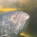 NTTがICTで陸上養殖　世界初「クエタマ」「タマカイ」の養殖に成功、成長速度は約3倍「水産業夢未来プロジェクト」成果を公表