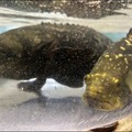 NTTがICTで陸上養殖　世界初「クエタマ」「タマカイ」の養殖に成功、成長速度は約3倍「水産業夢未来プロジェクト」成果を公表