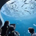 「病室からつながる水族館」四国水族館と香川大学、入院中の子どもたちが遠隔ロボットで水族館をオンライン見学