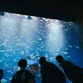 「病室からつながる水族館」四国水族館と香川大学、入院中の子どもたちが遠隔ロボットで水族館をオンライン見学