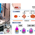 【世界初】大阪大学とJ-オイルミルズが咀嚼ロボットを開発　ヒトの咀嚼の仕組みを再現し食品の評価に活用