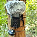 NTT東日本 タイワンリスの被害拡大を防ぐため「鳴き声AI解析」で生息状況調査を実施　識別結果や誤検知の理由も公表