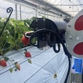 いちごのAI自動収穫ロボット「ロボつみ」 株式投資型クラファンで3160万円の資金調達に成功
