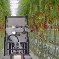 デンソーが全自動収穫ロボット『Artemy』(アーテミー)を欧州で受注開始 ミニトマト向け 自動運転とAIの技術を投入 実演デモを公開