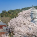 2024年春 訪日外国人旅行者の訪問と滞在が増加した地域をナビタイムが発表　人気急上昇エリアとその要因を分析