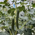 JA全農ぐんま　AIを活用したキュウリ収穫ロボットをAGRISTからレンタル導入　スマート農業の先駆け的な取り組み