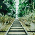 JA全農ぐんま　AIを活用したキュウリ収穫ロボットをAGRISTからレンタル導入　スマート農業の先駆け的な取り組み