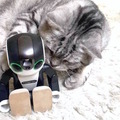 cat with robohon02