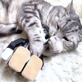 cat with robohon04