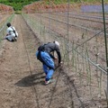 山形県最上町がアシストスーツを40台導入　ニラとアスパラガスの出荷量合計550トン超の名産地、担い手不足の解消へ　イノフィス