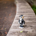 robohon01