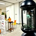 北海道上川町、町長を3Dホログラム風に投影した3Dアバターが案内窓口に　生成AIを活用、デジタルレシピ・AWL・Gateboxが連携