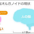 ソフトバンクと東京大、脳オルガノイドで「人工脳細胞のプロセッサ」を共同研究、世界初の成果を発表 「脳細胞が次世代コンピュータになる」