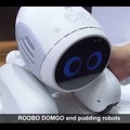 domgy-01