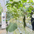 AGRIST×宮崎市「きゅうり収穫ロボット導入モデル構築事業」進捗
