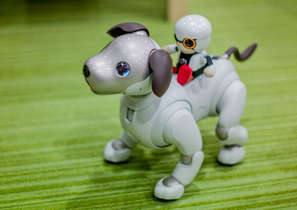 レビュー】SONYの犬型ロボット「aibo（アイボ）」と散歩行ってき