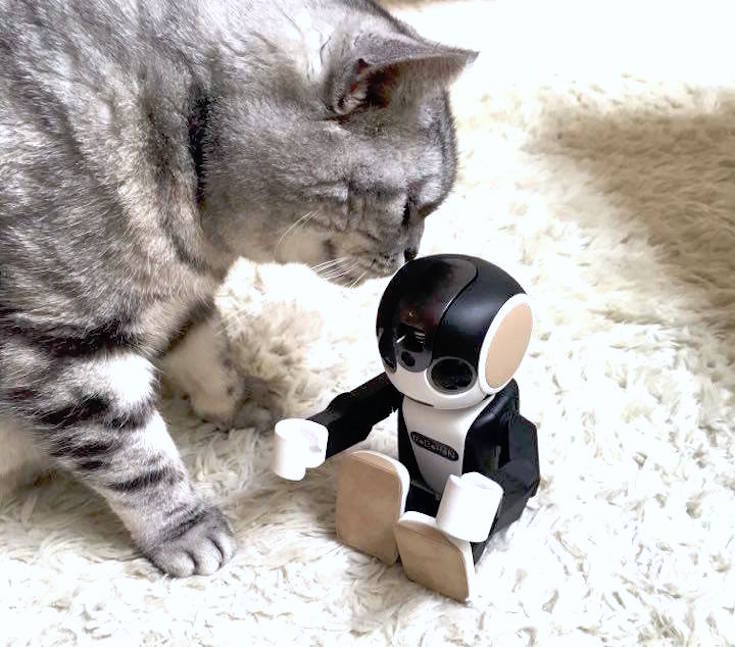 cat with robohon01