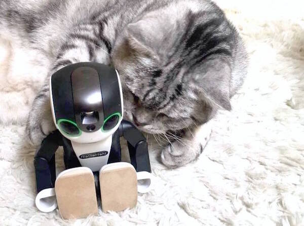 cat with robohon02
