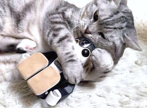 cat with robohon03