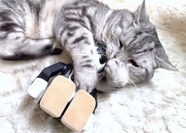cat with robohon04