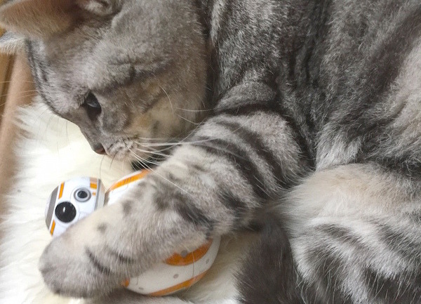 bb-8-20