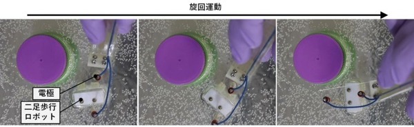 【世界初】筋肉で動く新たな二足歩行ロボットを実現　東大と早大の研究グループ