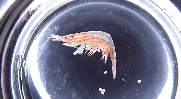 サンシャイン水族館が水中ドローンの深海調査で新属・新種のエビを発見「トリノアシヤドリエビ」として公表 画像