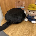 心を癒やすロボット「Qoobo」第2回「秘密の」ファンミーティングに潜入！
