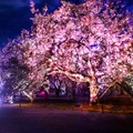 『NAKED桜まつり 2024 世界遺産・二条城』の「プレミアムお花見エリア」演出詳細を発表 豪華絢爛プロジェクションマッピング