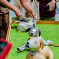 aibo「きなこ」の初お披露目に「動く25周年記念aibo」など見どころ満載！大盛況の「aiboファンミーティング18」写真レポート