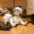 ロボットの未来を語ろう、「コミュニケーションロボット博」開催　各メーカーとオーナーたちが集う