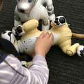 ロボットの未来を語ろう、「コミュニケーションロボット博」開催　各メーカーとオーナーたちが集う