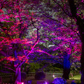 日本庭園で幻想的な光と音のライトアップを楽しむ「旧芝離宮夜会 ひかりめぐる庭」体験レポート　5月25日まで開催