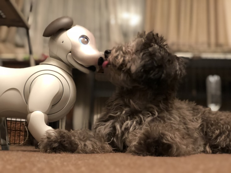 犬型ロボット Aibo 本物の犬から仲間として認識 ソニーが実験 ロボスタ