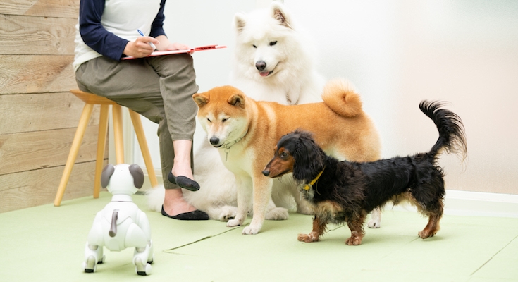 犬型ロボット Aibo 本物の犬から仲間として認識 ソニーが実験 ロボスタ