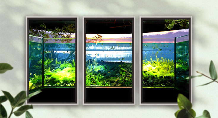 川崎水族館の館内風景「Atmoph Window 2」がリリース 淡水魚や古代魚